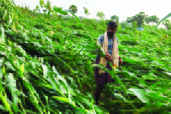 నేలకొరిగిన మొక్కజొన్న