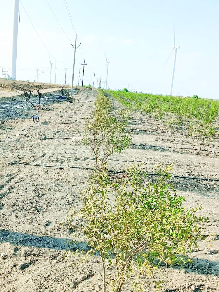   దానిమ్మ చెట్లకు నిప్పు..