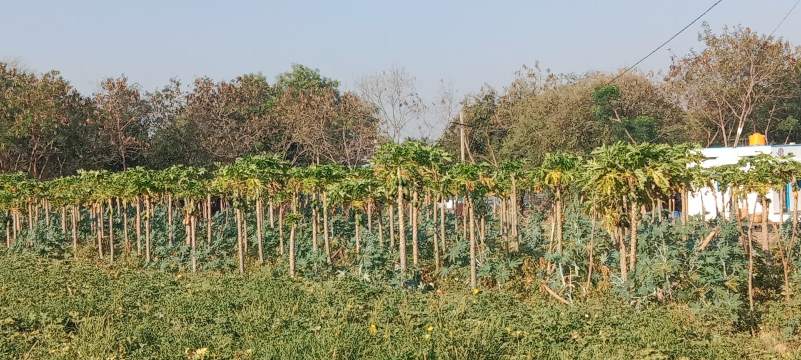 'బొప్పాయి'కి వైరస్‌