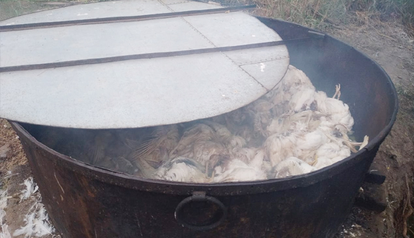 dead-cock-feed-to-fishes