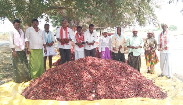 demand-to-increase-msp-to-mirchi-crop