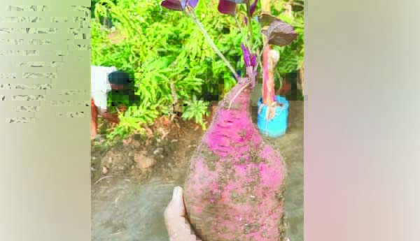 సప్తగిరి నర్సరీలో అరుదైన దుంప సాగు