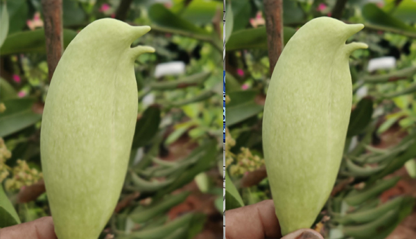 Dolphin-shaped-mangoes-at-Cadium-Nurseries