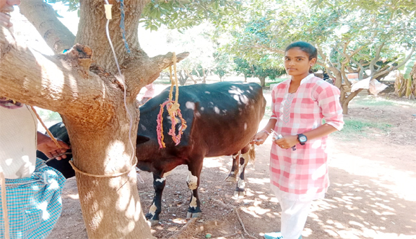 YSR-Pyara-Vit-Ashwini-who-gave-medicine-to-the-dairy-cow