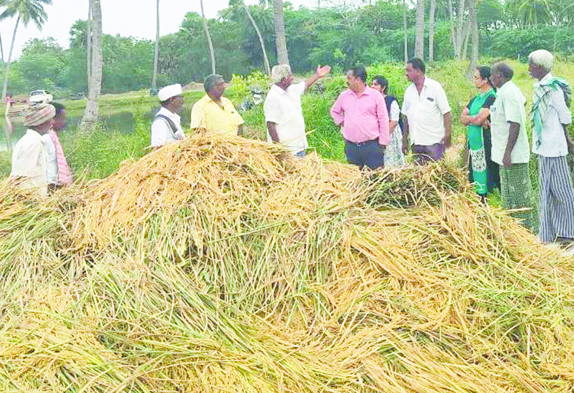 వరి కోతలు పూర్తి చేయాలి : ఆర్‌డిఒ