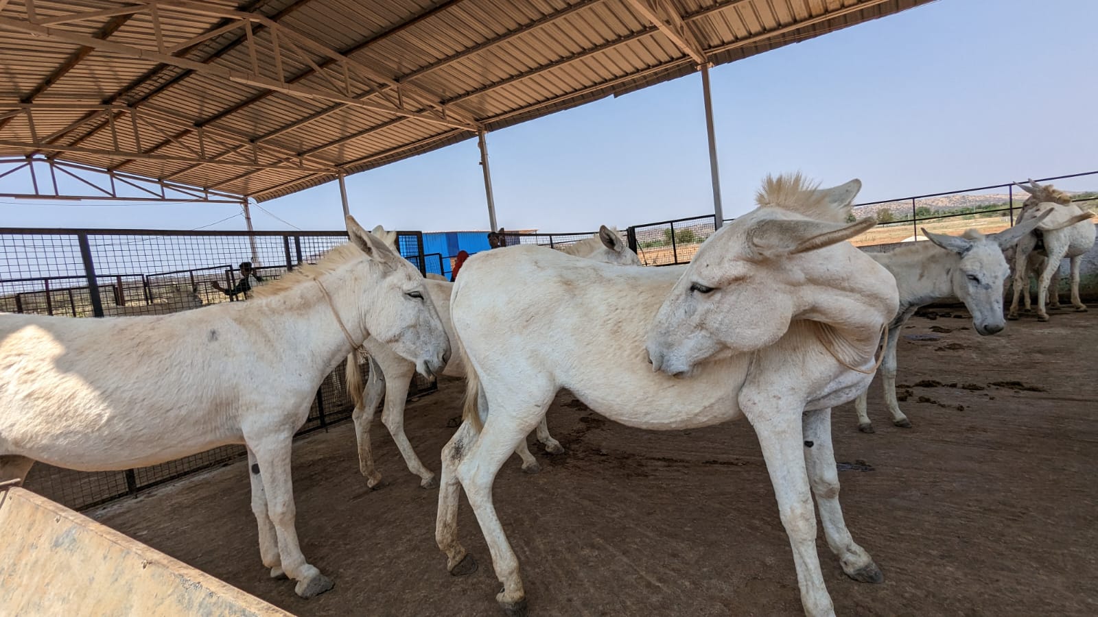 అమ్మ గాడిదా..!