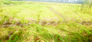 అన్నదాత ఆవేదన..