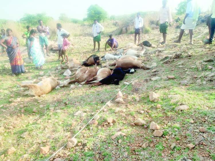   మృతిచెందిన గొర్రెలు