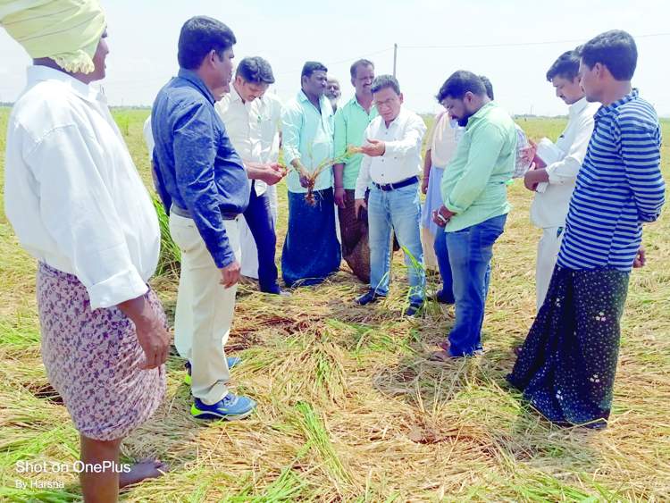 అనంతపురం రూరల్‌ మండలంలో వర్షాలకు దెబ్బతిన్న వరిపంటను పరిశీలిస్తున్న వ్యవసాయ శాఖ అధికారులు