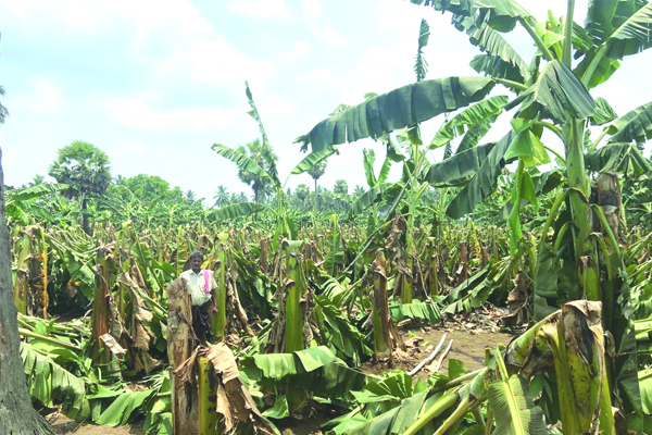 గాలులకు విరిగిన తోటలు