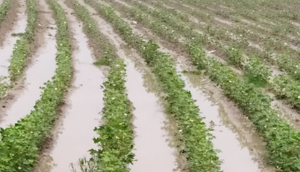 damage-crop-in-anantapuram