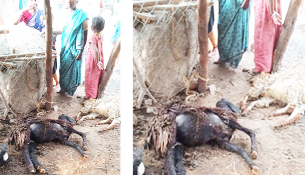 10-sheep-died-due-to-electric-shock