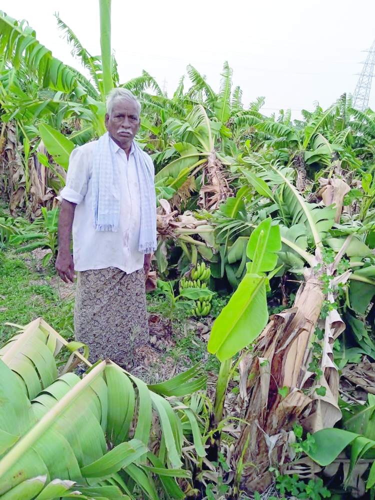    నేలకొరిగిన అరటి చెట్లను చూపుతున్న రైతు