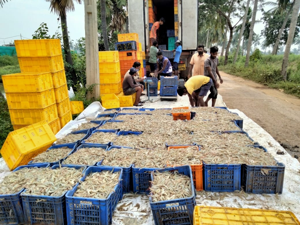 బిల్లులతో.. ఆక్వా రైతుల్లో గుబులు