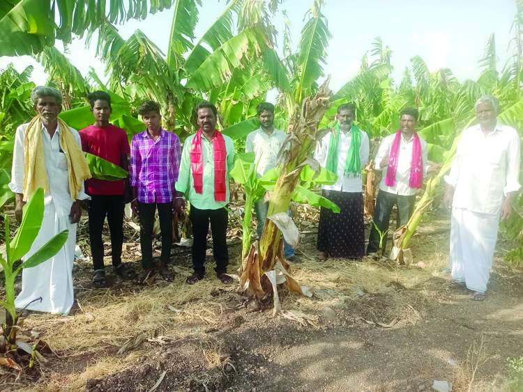     అరటి తోటను పరిశీస్తున్న సిపిఎం నాయకులు