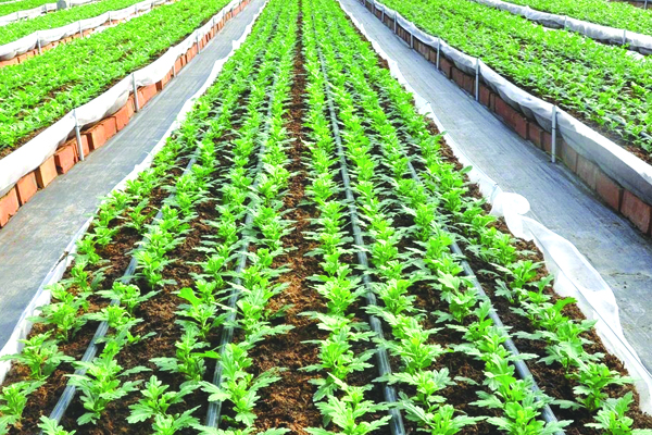 జలకళకు ప్రోత్సాహం నిల్‌