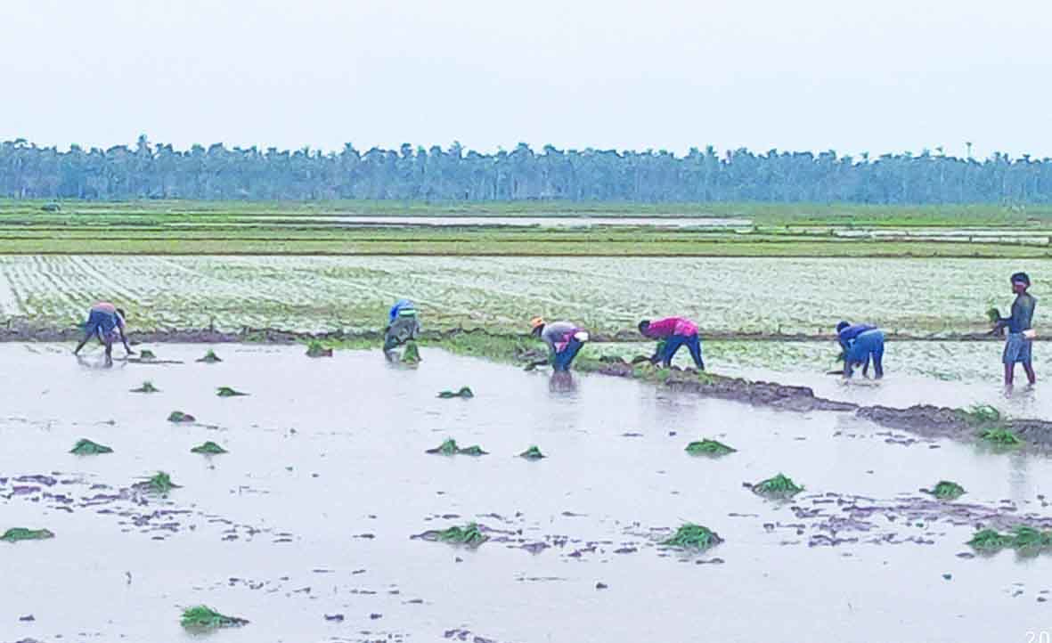 బెంగాలి పద్ధతిలో వరినాట్లు