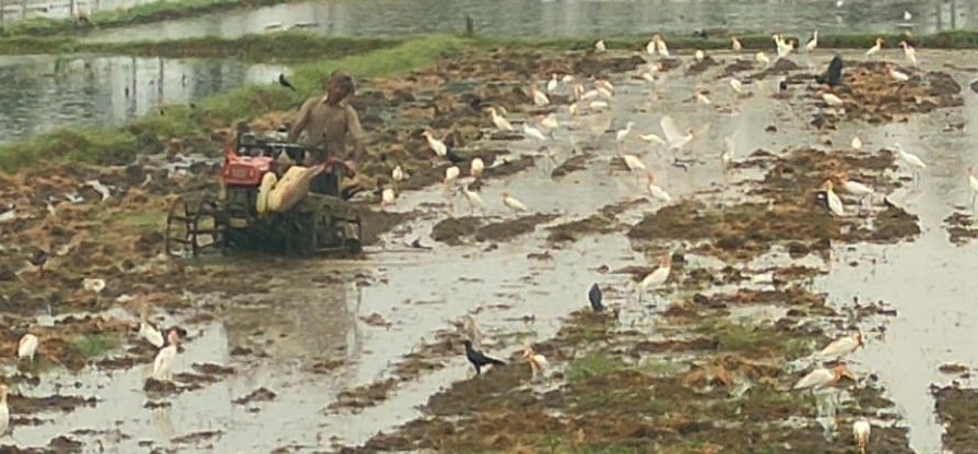 పొలమంతా.. కొంగల కొలువు