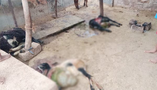 Leopard-attack-4-sheep-killed