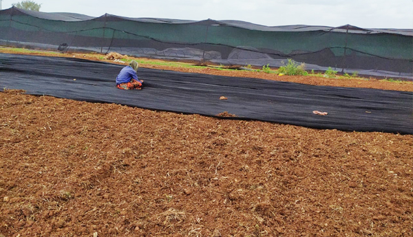 neglect-nursery-farming