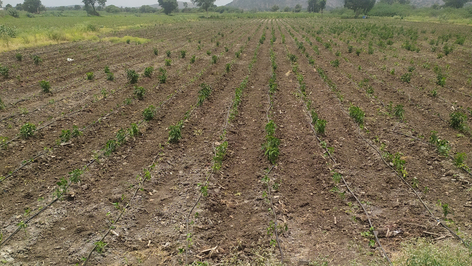 నకిలీ మిరప పైరుతో నష్టం