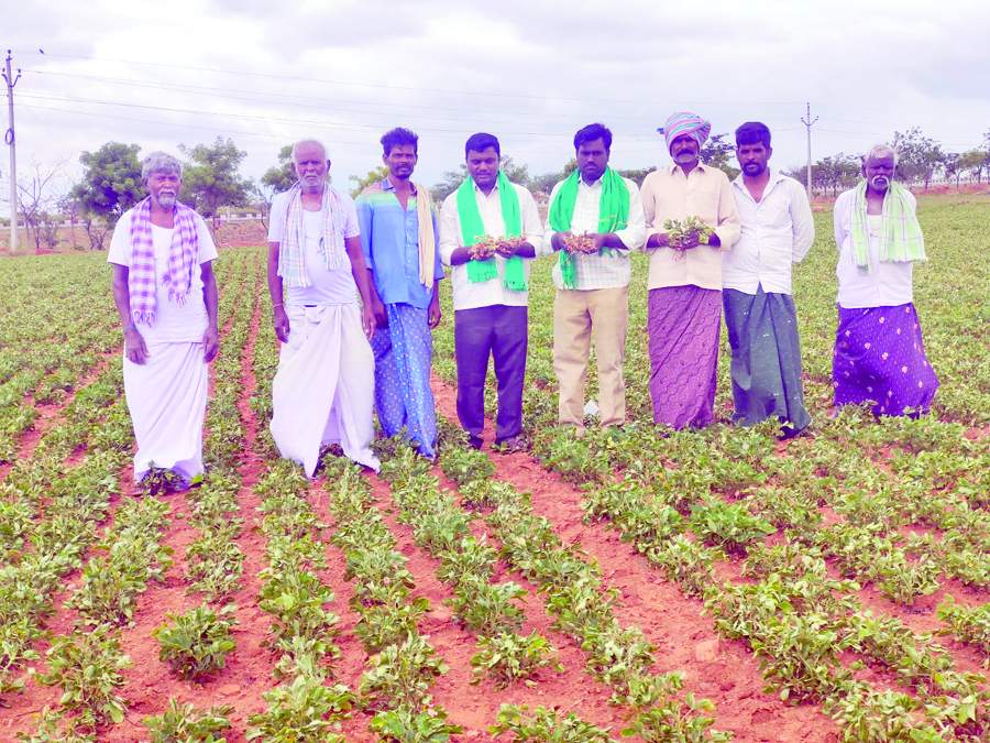  వేరుశనగ పంటను పరిశీలిస్తున్న ఎపి రైతు సంఘం నాయకులు