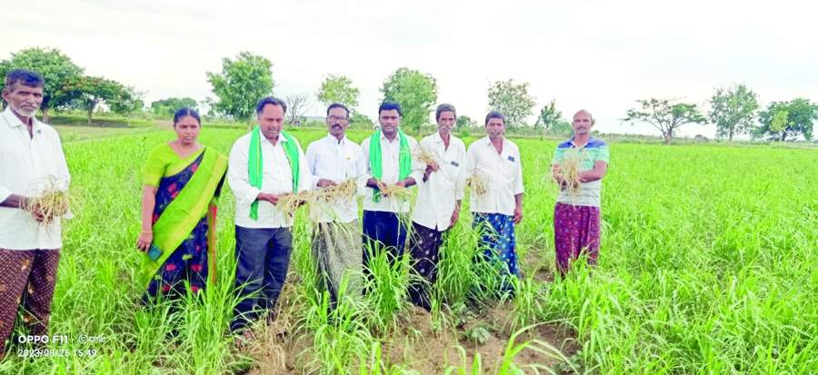   వర్షాభావంతో ఎండు దశకు చేరుకున్న పంటను పరిశీలిస్తున్న ఎపి రైతుసంఘం నాయకులు