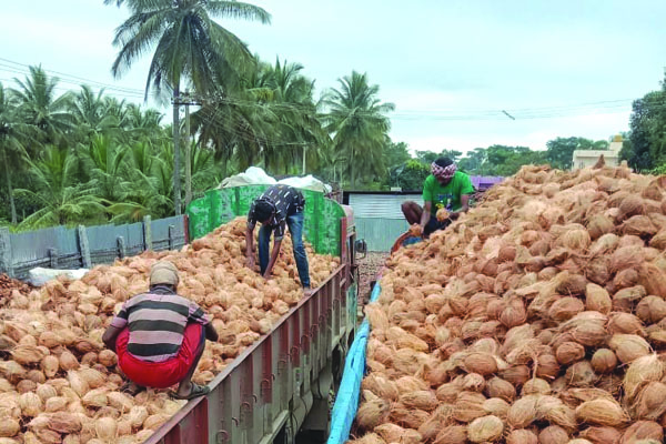 కొబ్బరి రైతుకు ప్రోత్సాహం కరువు