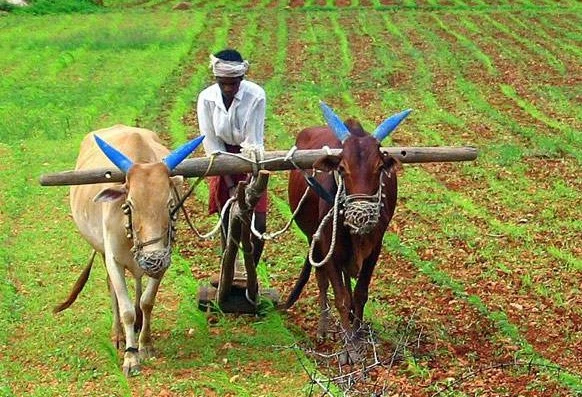 ఖరీఫ్‌ ఆశలు ఆవిరే..!