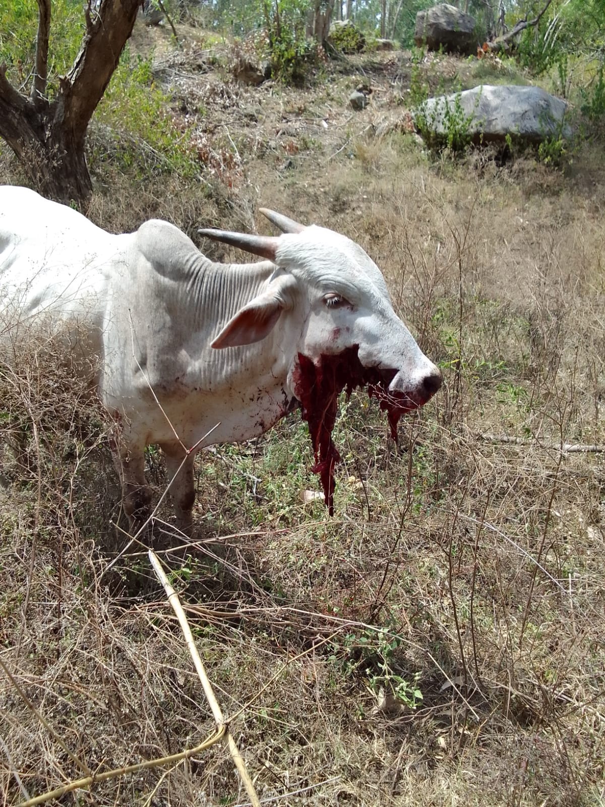 ఆవుపై చిరుత దాడి