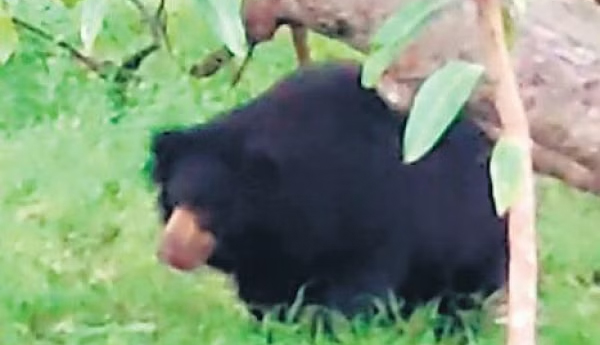 Bear-migration-in-Anantapur
