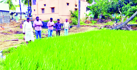 ఈ-క్రాప్‌ నమోదు తప్పనిసరి