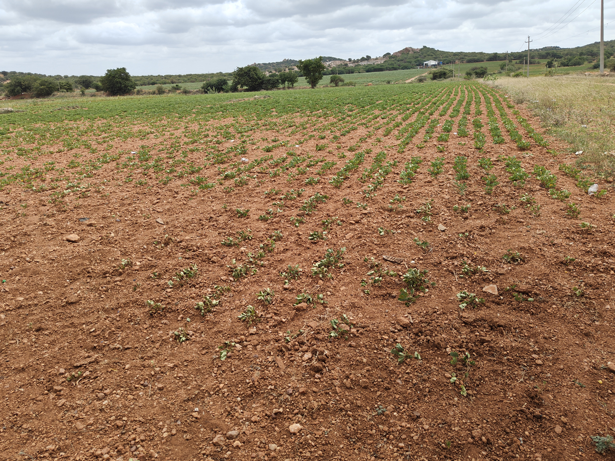 ఎండుతున్న పంటలు..!