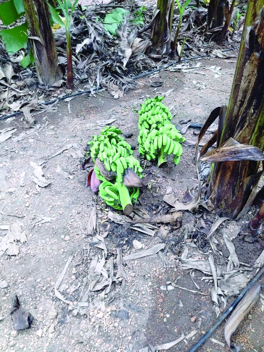 దుండగులు నరికిన అరటిగెలలు