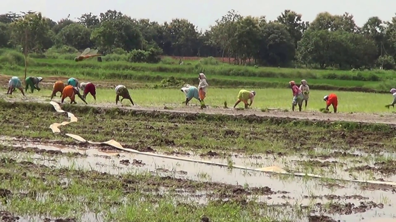 ఆయకట్టు రైతుల్లో అయోమయం