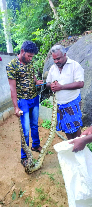 జనావాసాల మధ్య కొండచిలువ