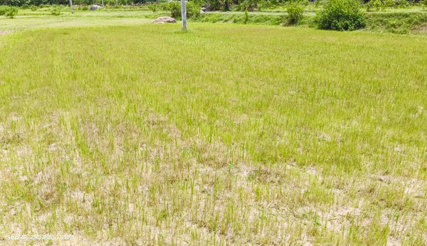 ఊరిస్తూ... ఉసూరనిపిస్తూ