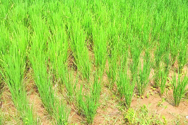 చతికిలబడ్డ చాగల్నాడు