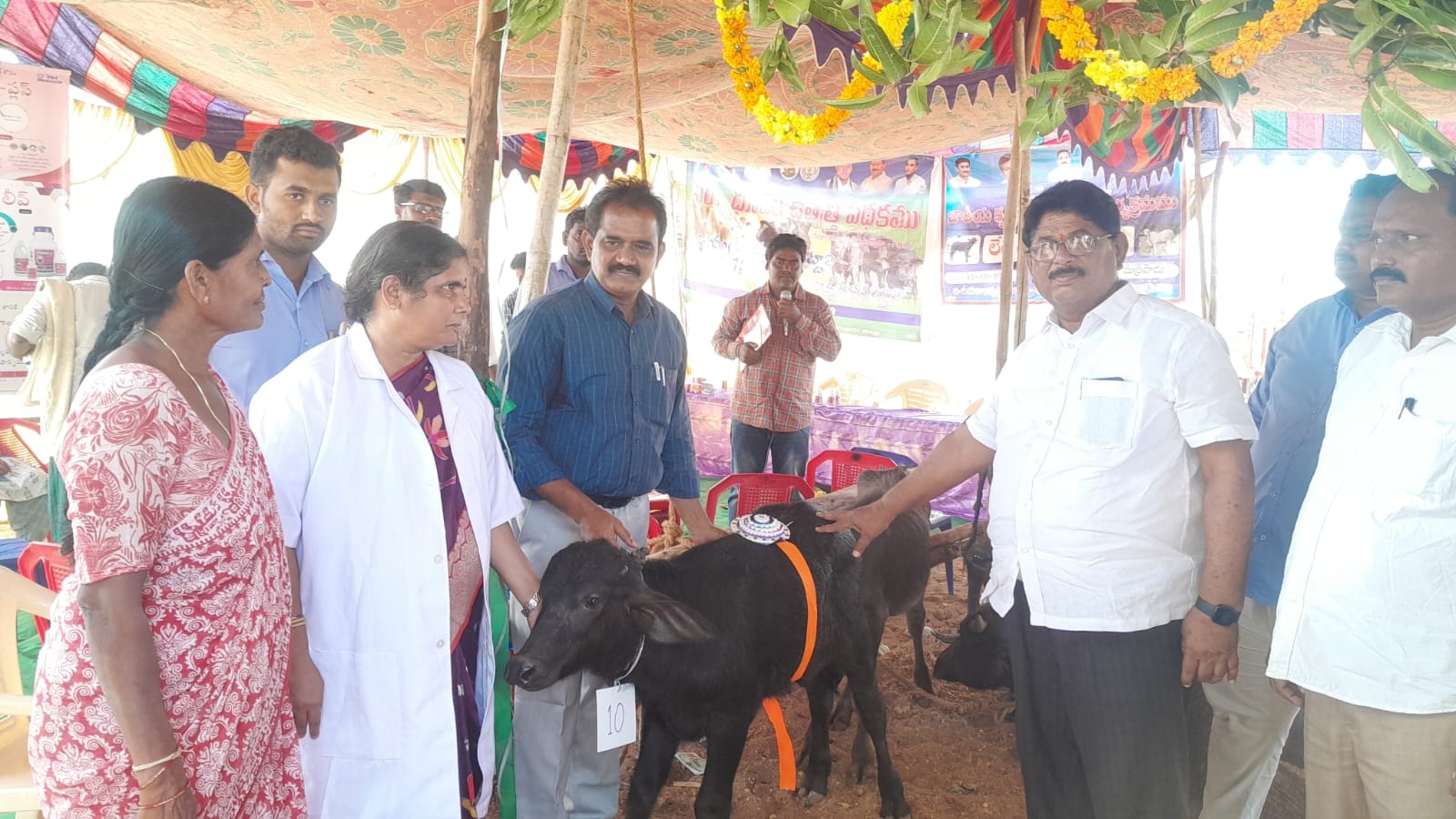 లేగదూడల ప్రదర్శన