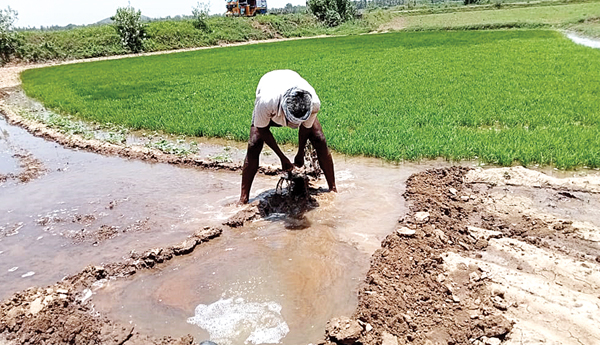ఒడిదుడుకుల్లో వ్యవసాయం