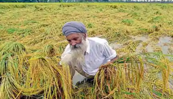 రైతును ముంచిన 'నివర్‌'