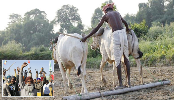 సేద్యం-స్వేచ్ఛ ? !