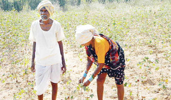 కౌలు రైతు కంట కన్నీరు