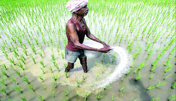 ఎరువుల దరువు - సాగు బరువు