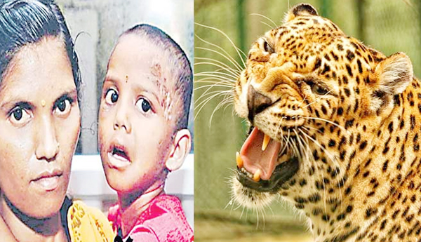కూతురి కోసం... చిరుతతో పోరాటం