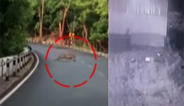 తిరుమలలో భక్తులను భయపెడుతున్న చిరుత పులి