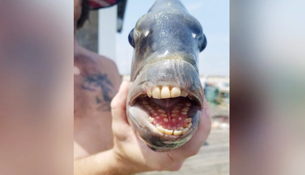 sheepshead fish :మనిషి దంతాలను పోలిన వింత  చేప 