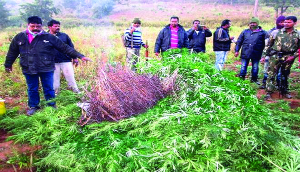 గంజాయి మత్తుకు మూలమెక్కడ ?