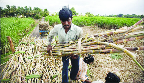 చేదెక్కిన చెరకు రైతు బతుకు