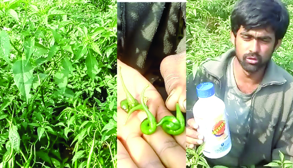 కంపెనీలకు కాసులు... రైతుకు కన్నీరు..